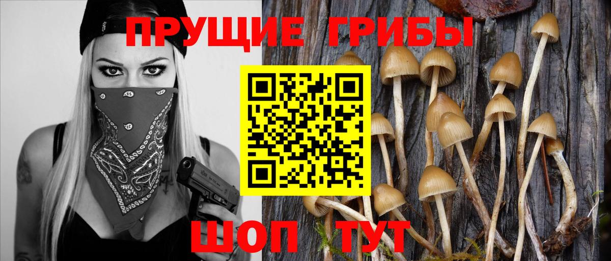 Псилоцибиновые грибы GOLDEN TEACHER Ртищево
